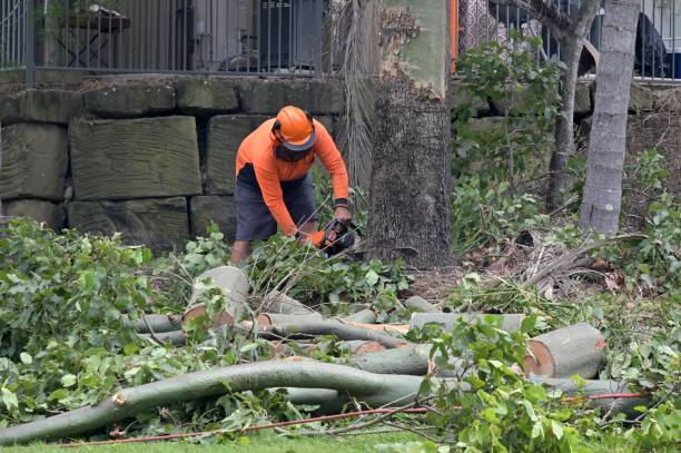 Reliable Cedar Hills, OR Tree Care  Solutions